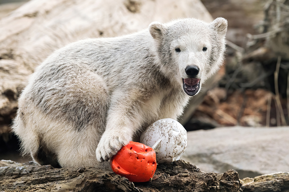 Eisbär Finja in Schönbrunn beim Spielen.