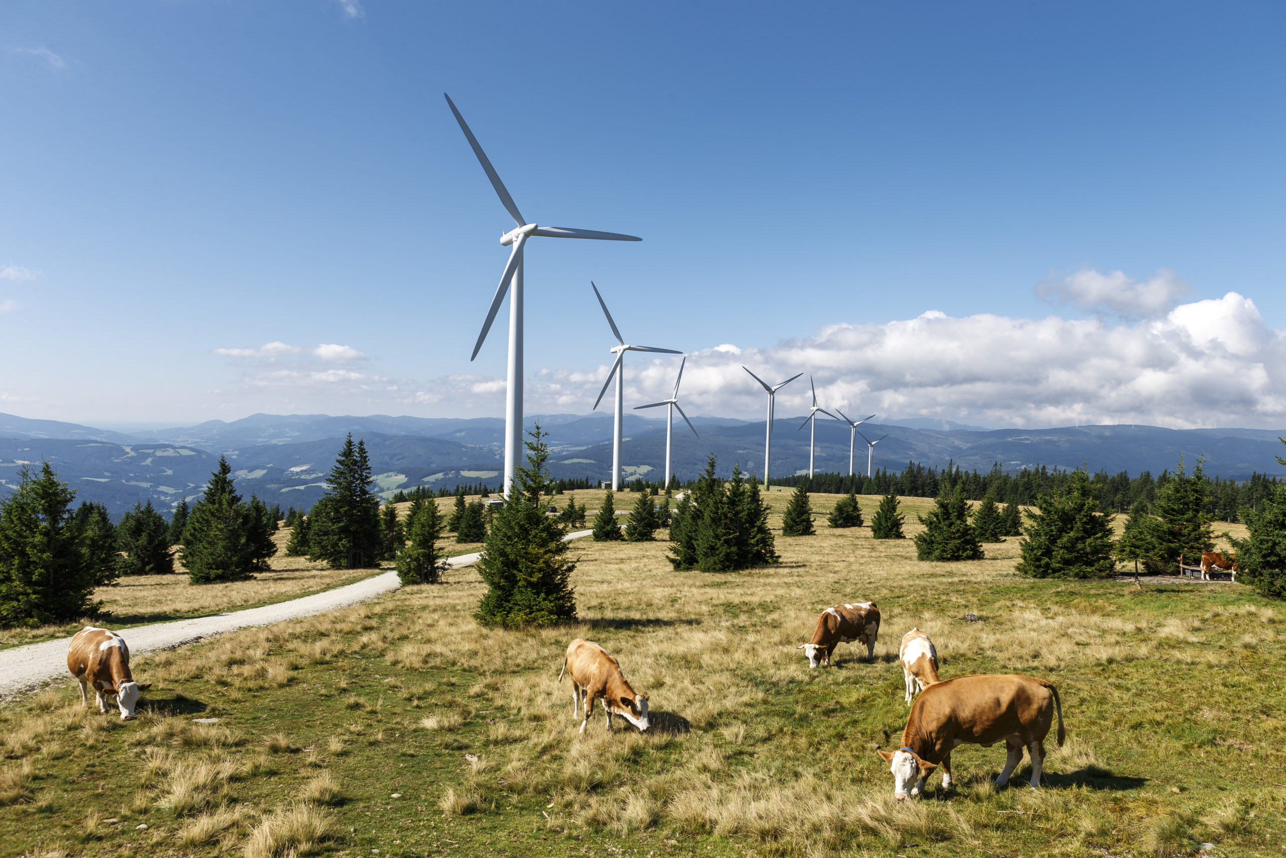 Im Windpark Steinriegel grasen Kühe friedlich unter einem klaren blauen Himmel, während sich im Hintergrund langsam die riesigen Windräder drehen.