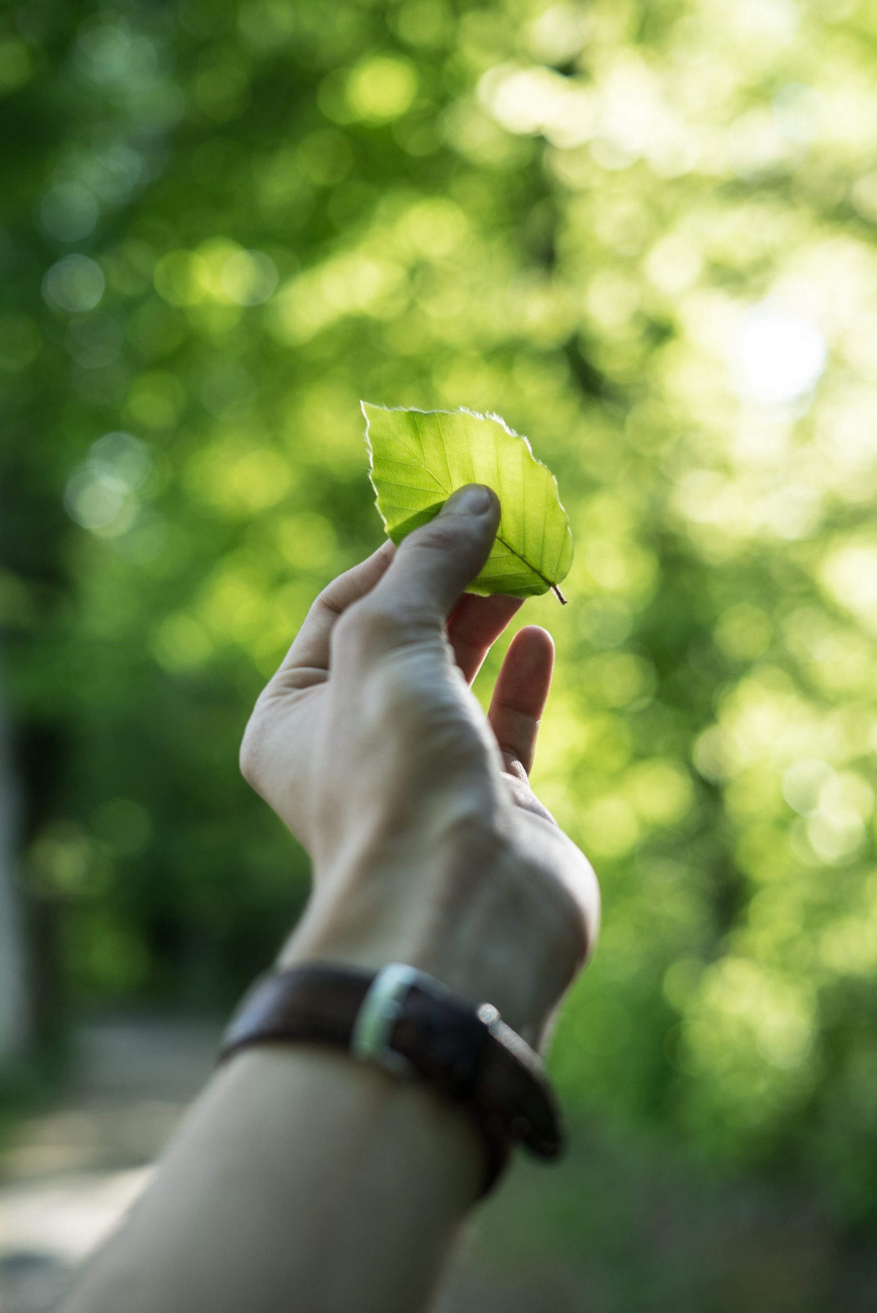 Eine Hand hält ein Blatt in der Natur