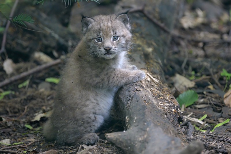 Ein Luchs-Baby aus dem Tiergarten Schönbrunn, das verdutzt in die Kamera schaut und sich an einem Baumstamm aufrichtet.