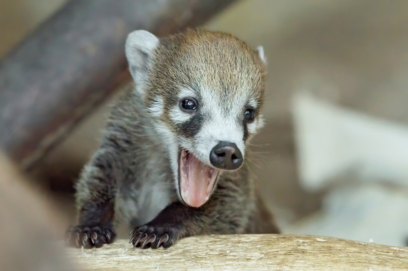 Zu sehen ist ein aufgewecktes Nasenbär Jungtier mit offenem Mund, es wirkt verspielt.