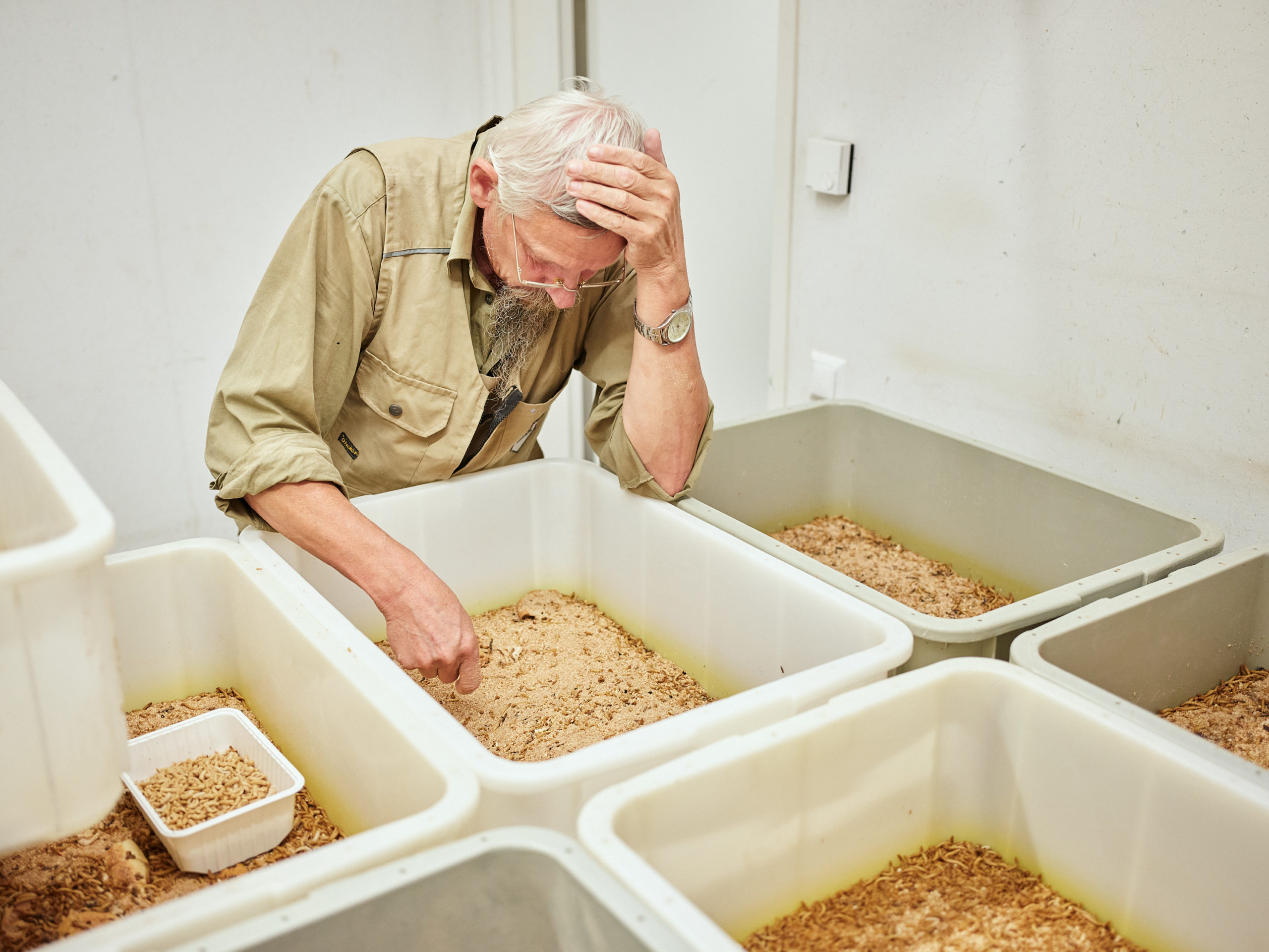 Mitarbeiter des Zoo Schönbrunn beim Mehlwürmer sortieren