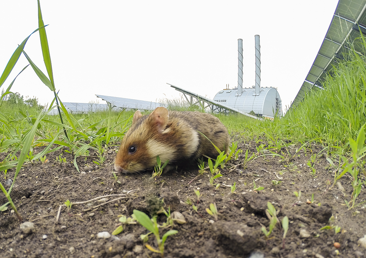 Hamster auf Gras in der Nähe von Solarmodulen und dem Kraftwerk Inzersdorf.