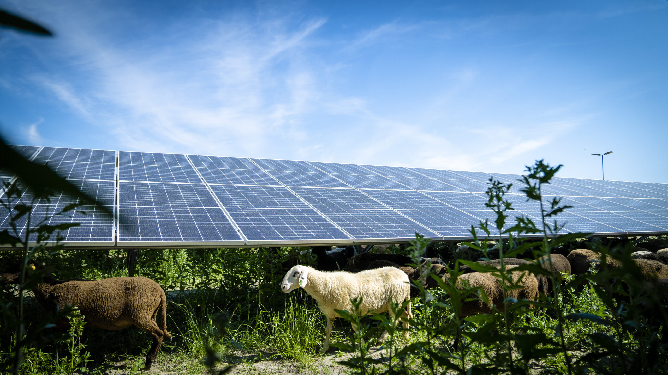 Es ist soweit: 90 Schafe sind bei Österreichs größter Photovoltaik-Anlage am Schafflerhof angekommen.
