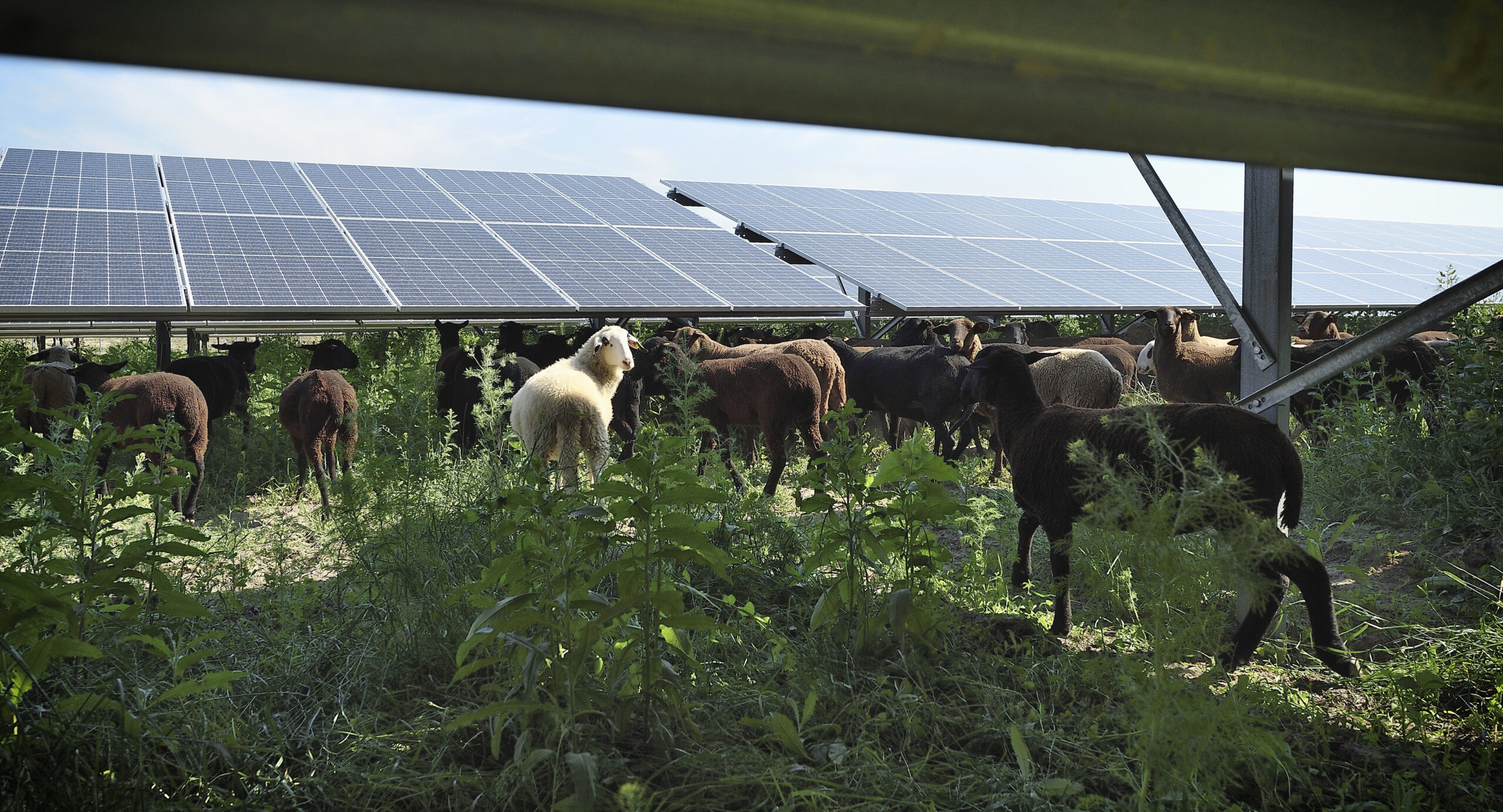 Schafe grasen unter Solarmodulen auf einer üppig grünen Wiese.