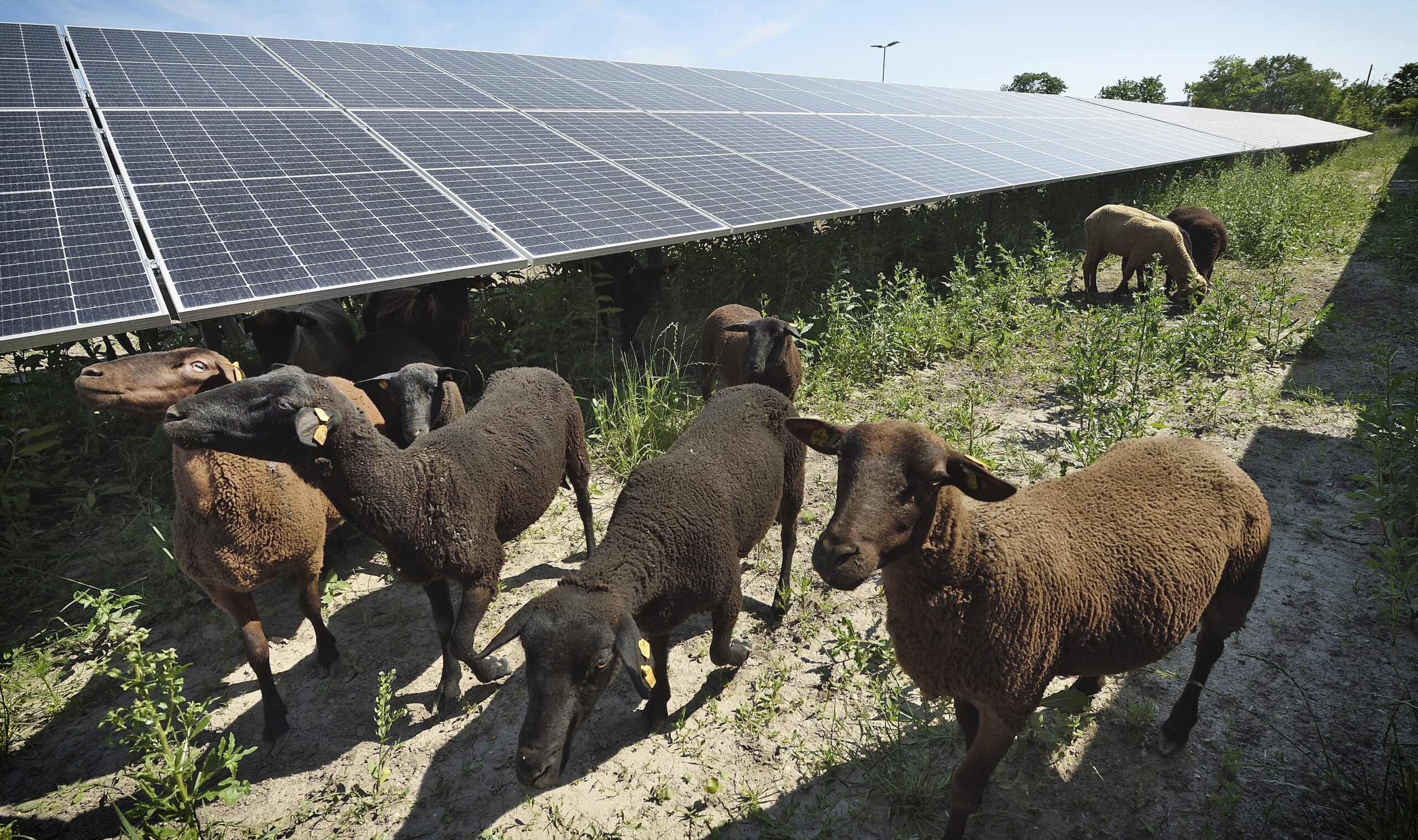 Schafe vor Solarpanellen