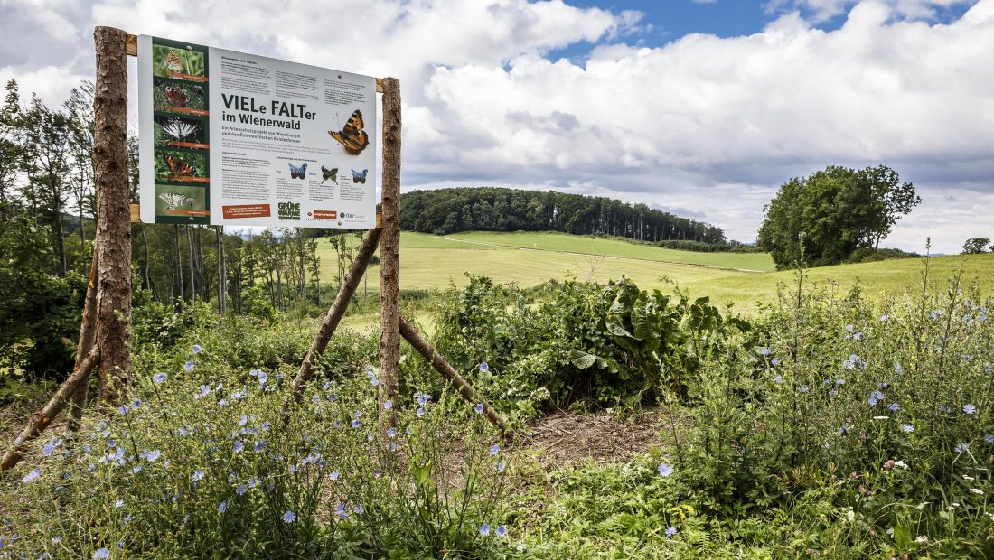 Informationstafel über Schmetterlinge auf einem Feld mit Bäumen und Wolken im Hintergrund.