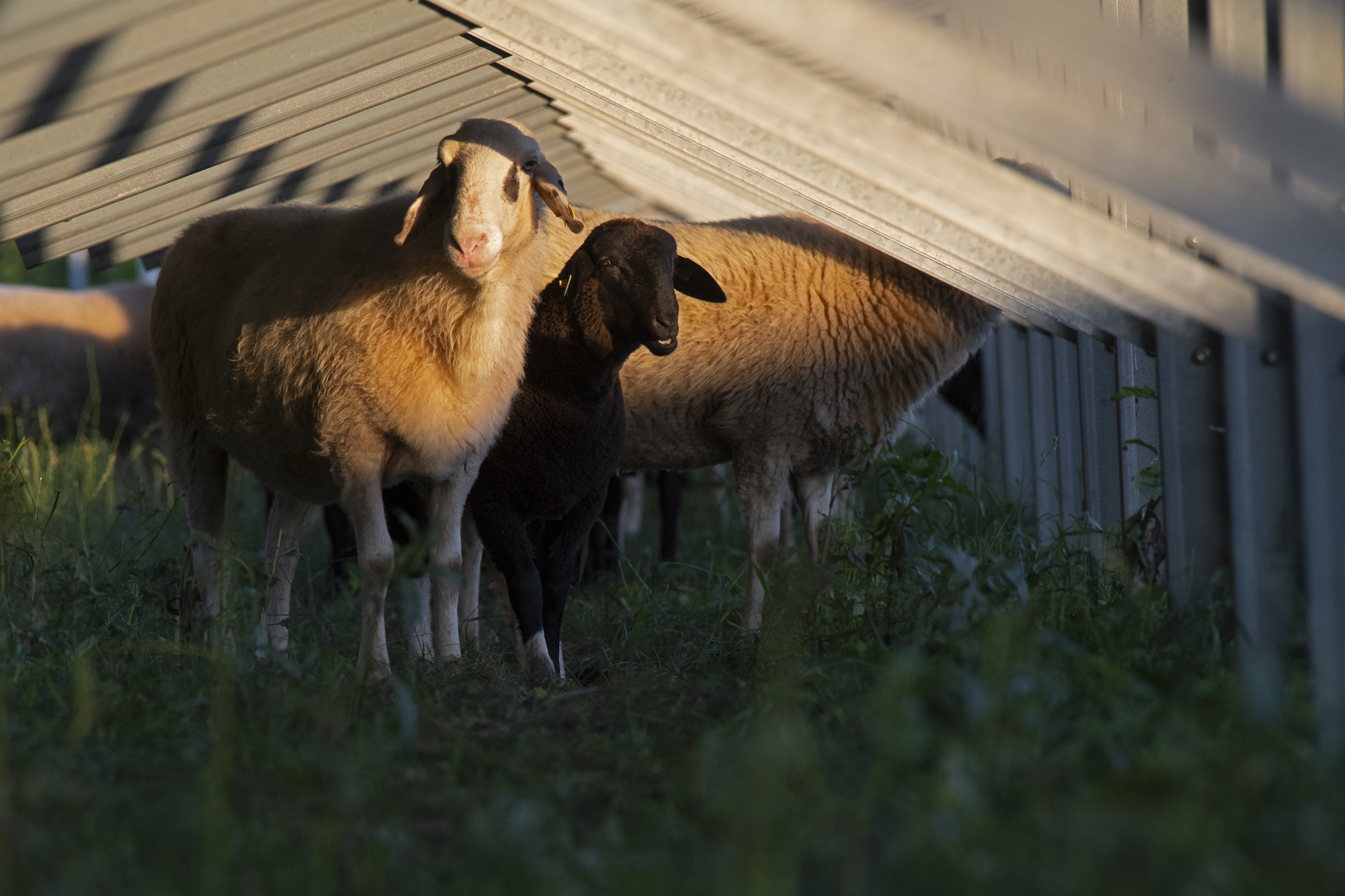 Schafe bei der Schafflerhofstraße