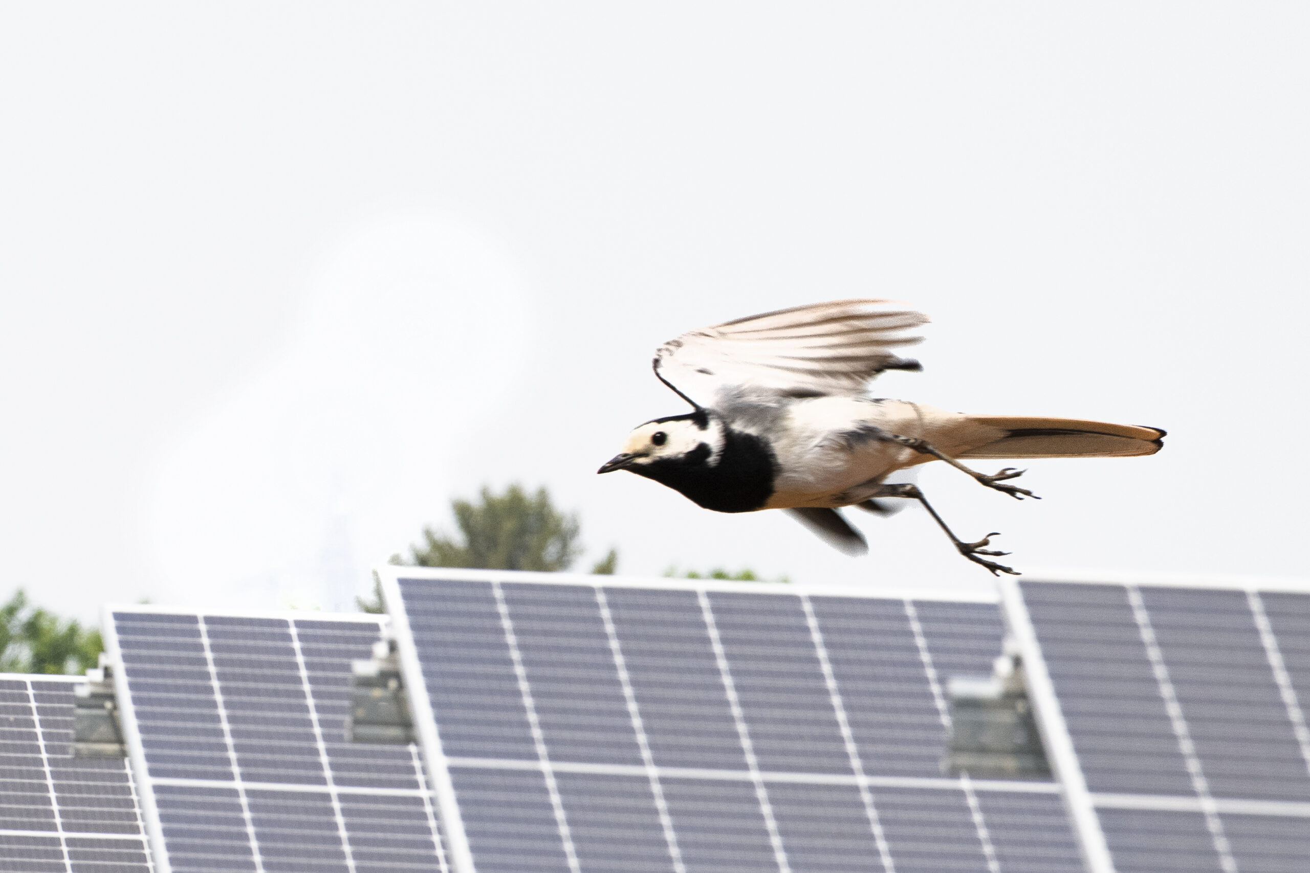 Aufnahme einer Bachstelze, die bei der Photovoltaikanlage Schafflerhofstraße durch die Luft fliegt.