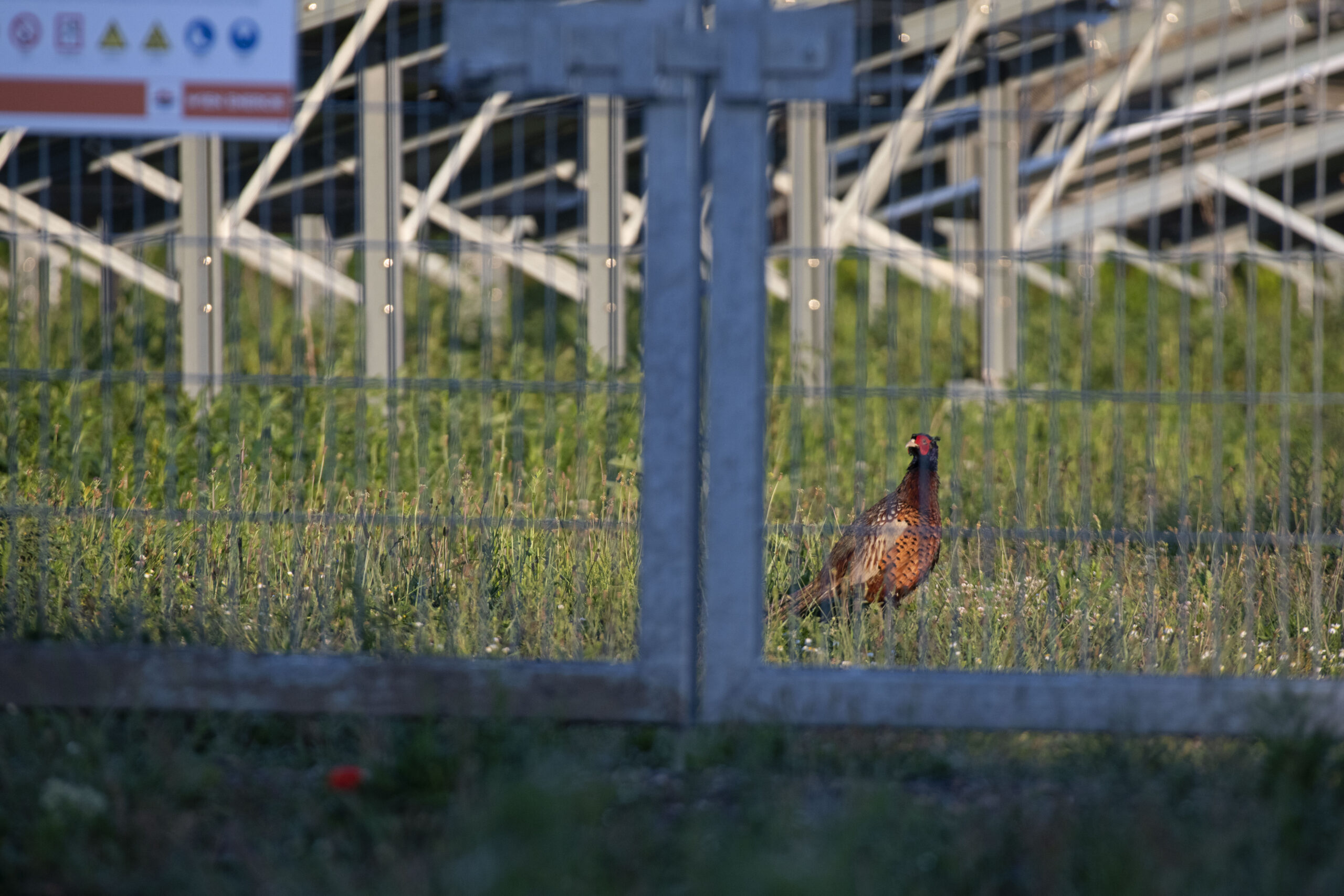 Ein Fasan im geschützten Bereich von Wiens größtem Solarkraftwerk.