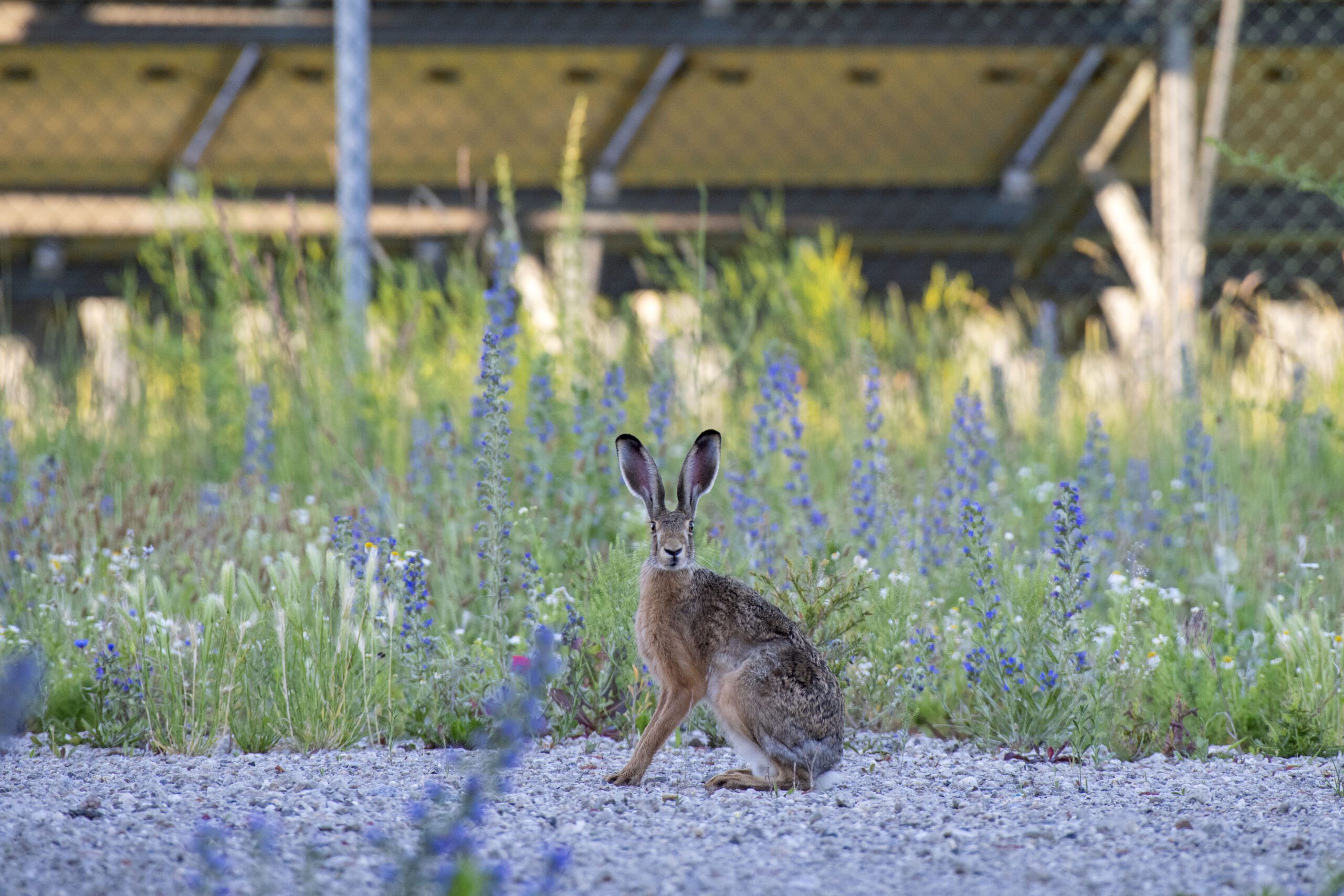 Feldhase sitzt bei der Photovoltaikanlage Schafflerhofstraße am Boden und schaut in die Kamera.