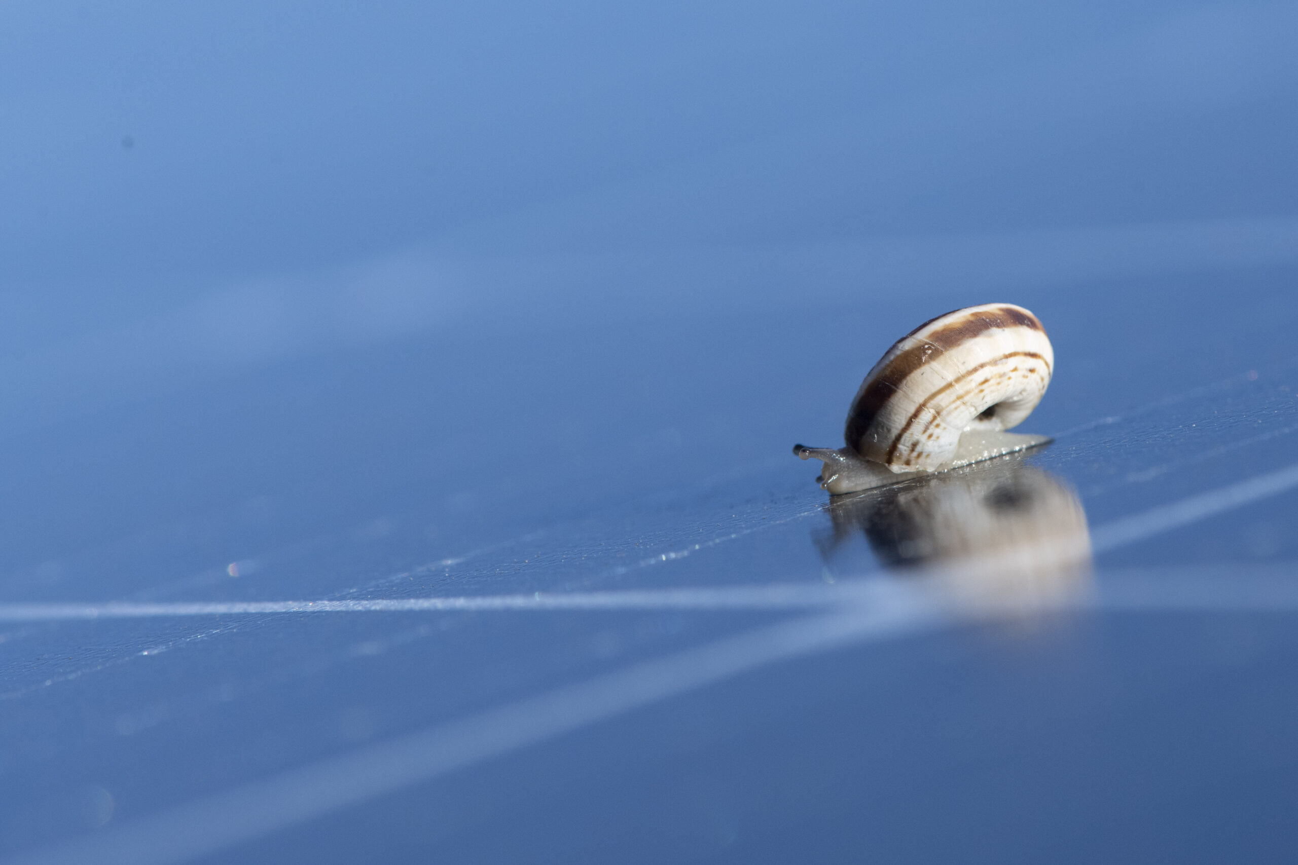 Auch Schnecken finden einen geschützten Lebensraum am Schafflerhof.