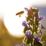 Eine Biene schwebt im Sonnenlicht in der Nähe von violetten Blumen, mit unscharfem Hintergrund und leuchtendem Himmel.