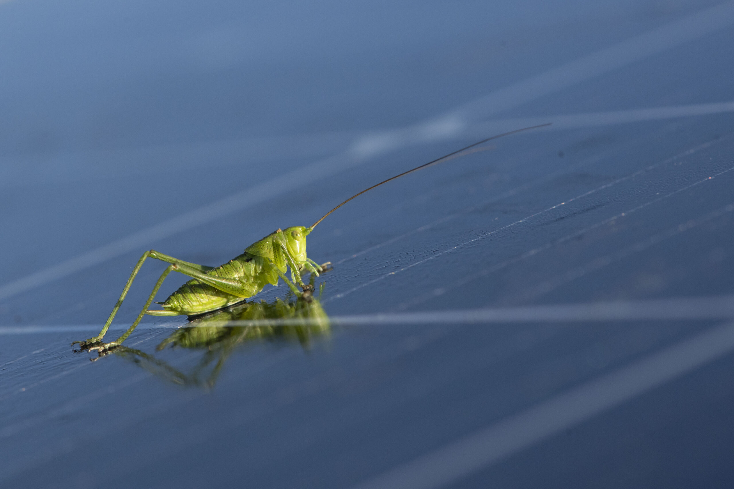 Eine grüne Heuschrecke mit langen Fühlern auf einem Photovoltaikmodul.