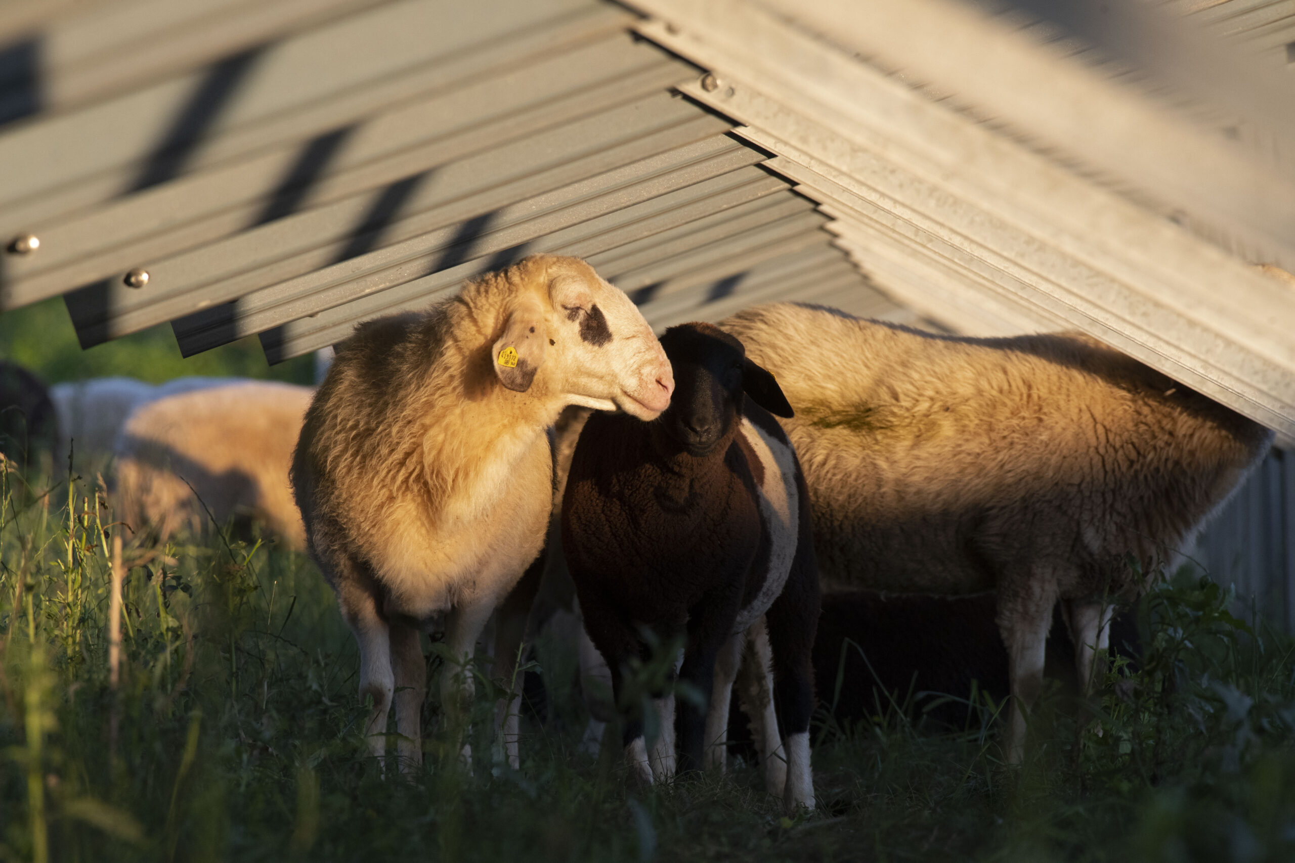 Schafe grasen und ruhen sich unter Solarmodulen bei der Photovoltoltaikanlage Schafflerhofstraße auf einem Feld aus.
