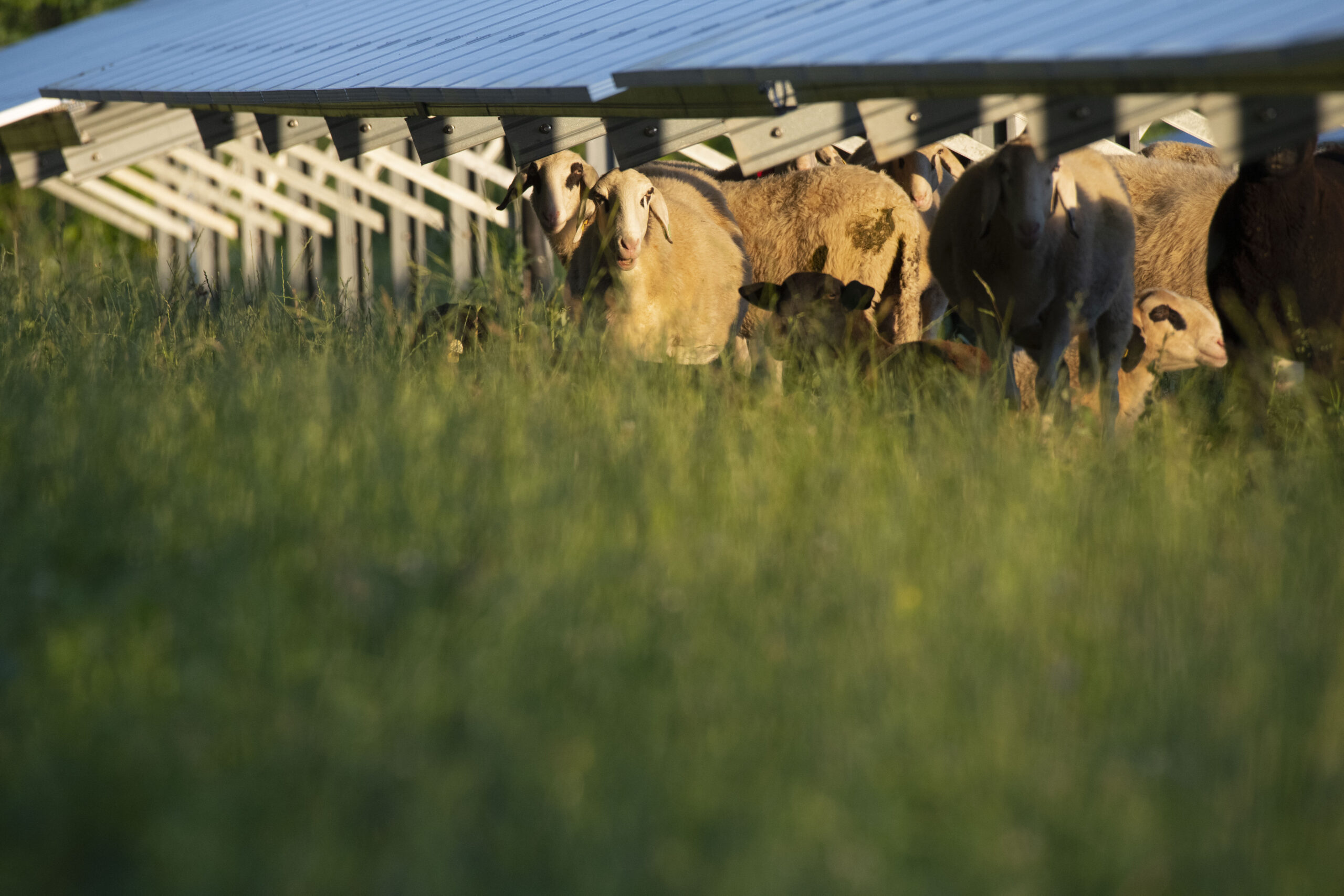 Schafe grasen unter Solarmodulen auf einer Wiese in der Schafflerhofstraße.