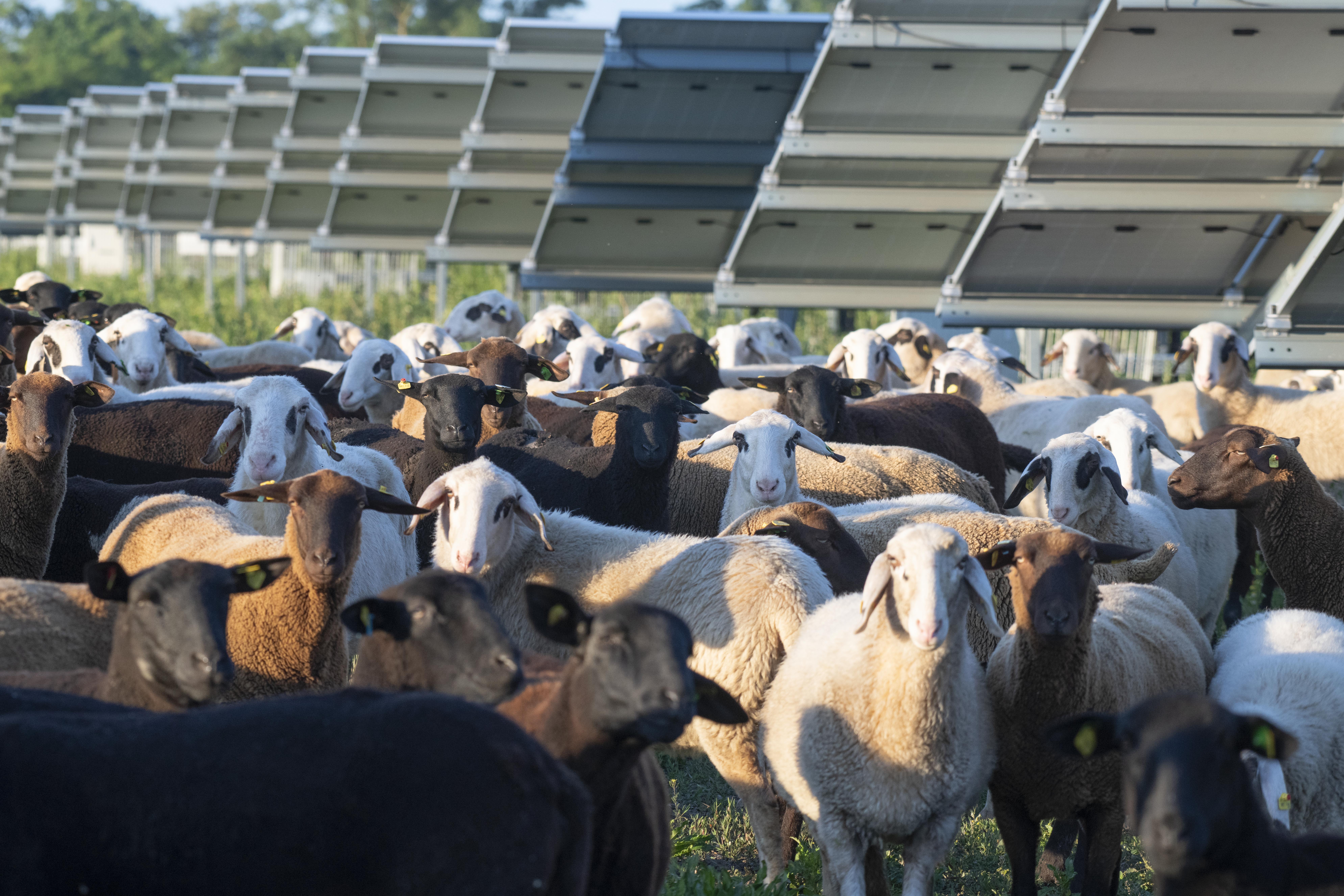 Eine Herde schwarz-weißer Schafe grast auf einem Feld unter Solarmodulen bei der Schafflerhofstraße.