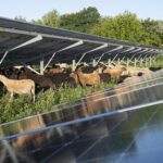 An einem sonnigen Tag grasen Schafe unter Solarmodulen auf einer üppigen, grünen Wiese.