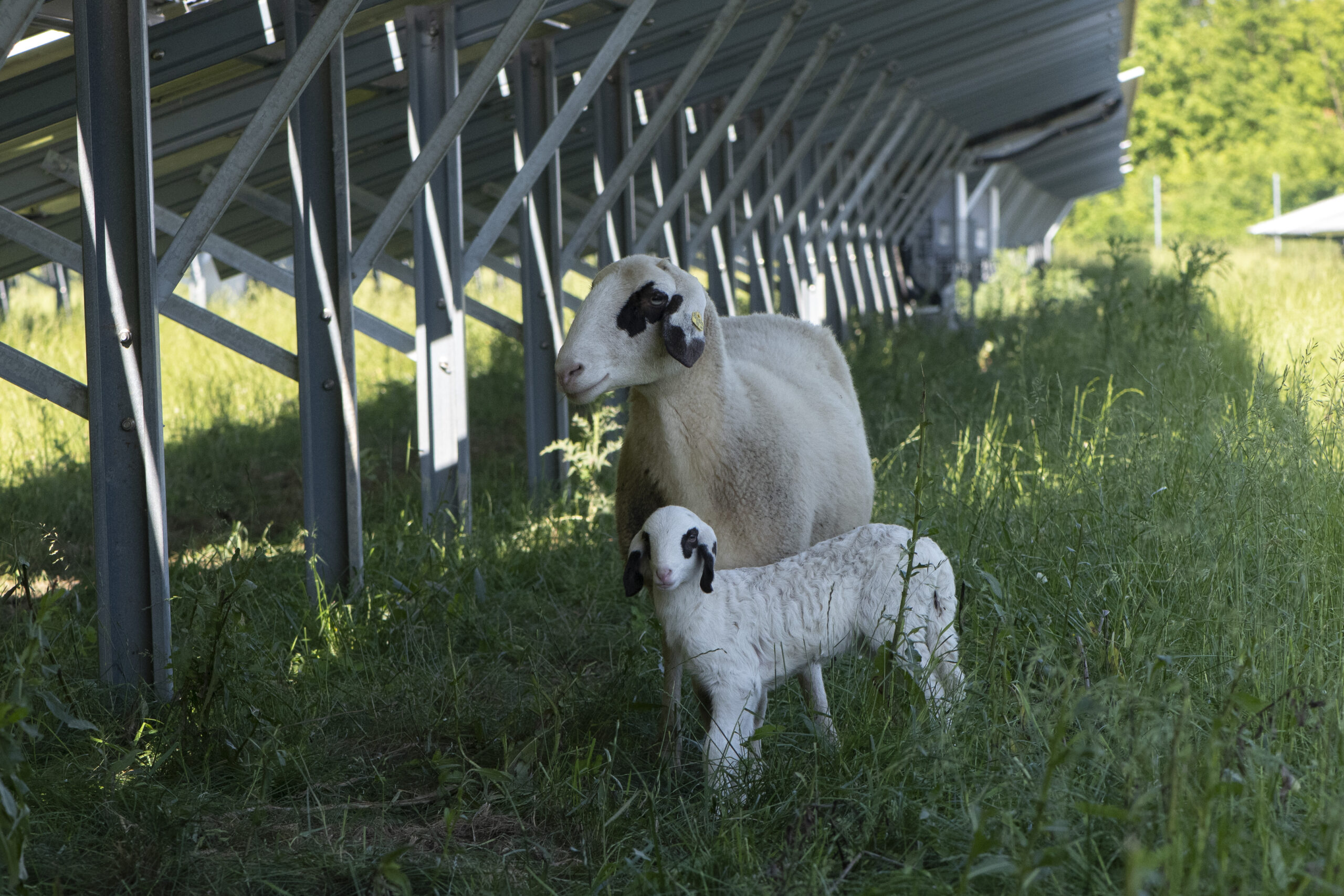 Zwei Schafe entspannen im Schatten unter einem Photovotoltaik-Modul.