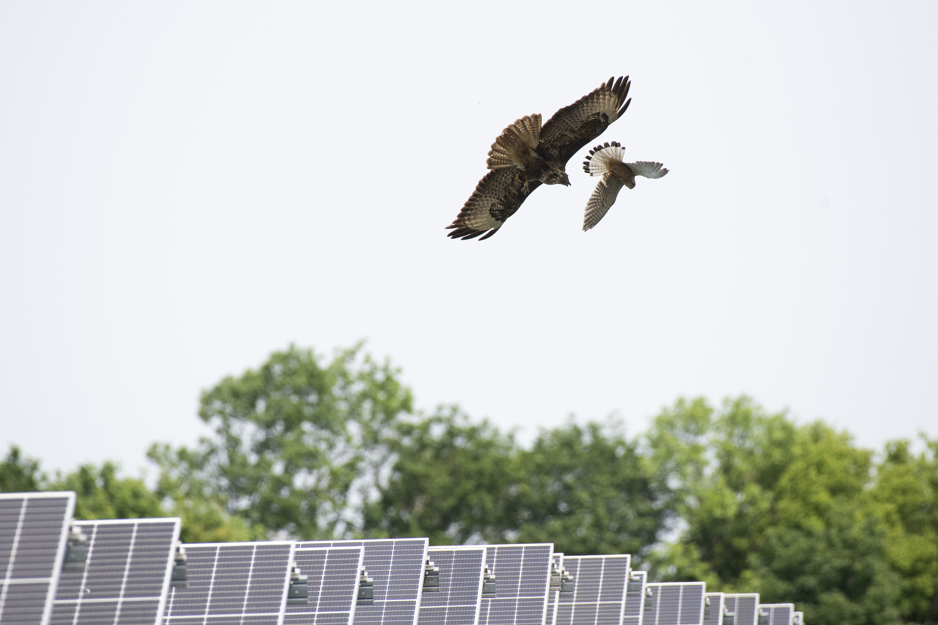 Mäusebussarde bei der Schafflerhofstraße
