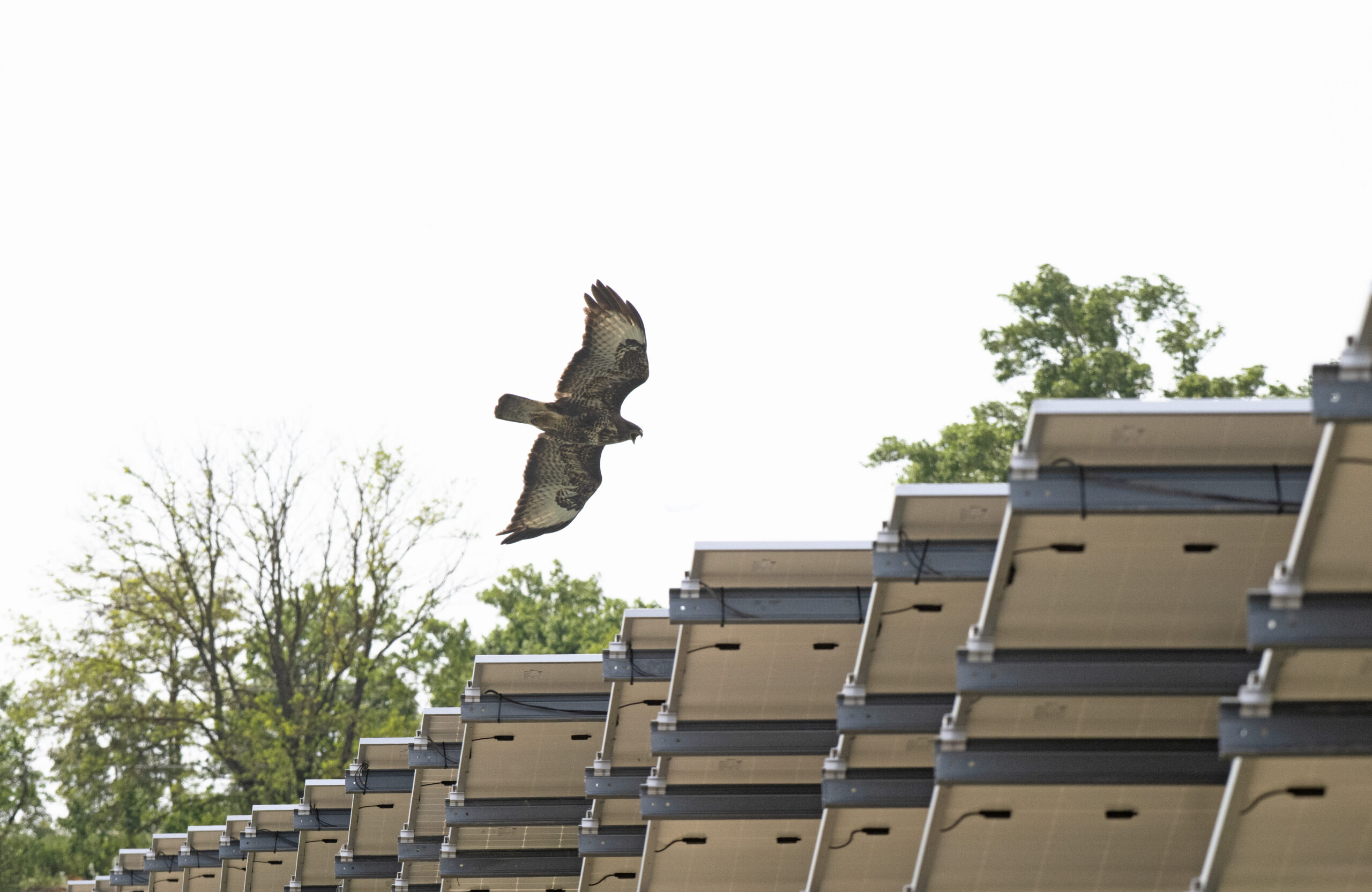 Ein Mäusebussard kreist auf der Suche nach Futter über die Photovoltaik-Module der Wiener Schafflerhofstraße.