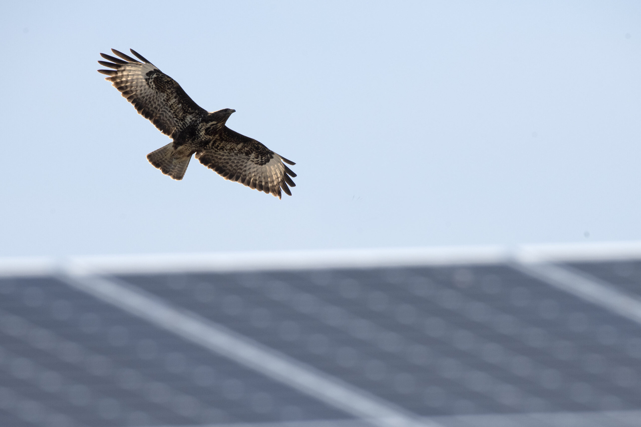 Ein Mäusebussard zieht seine Runden über rund 25.000 PV-Modulen.