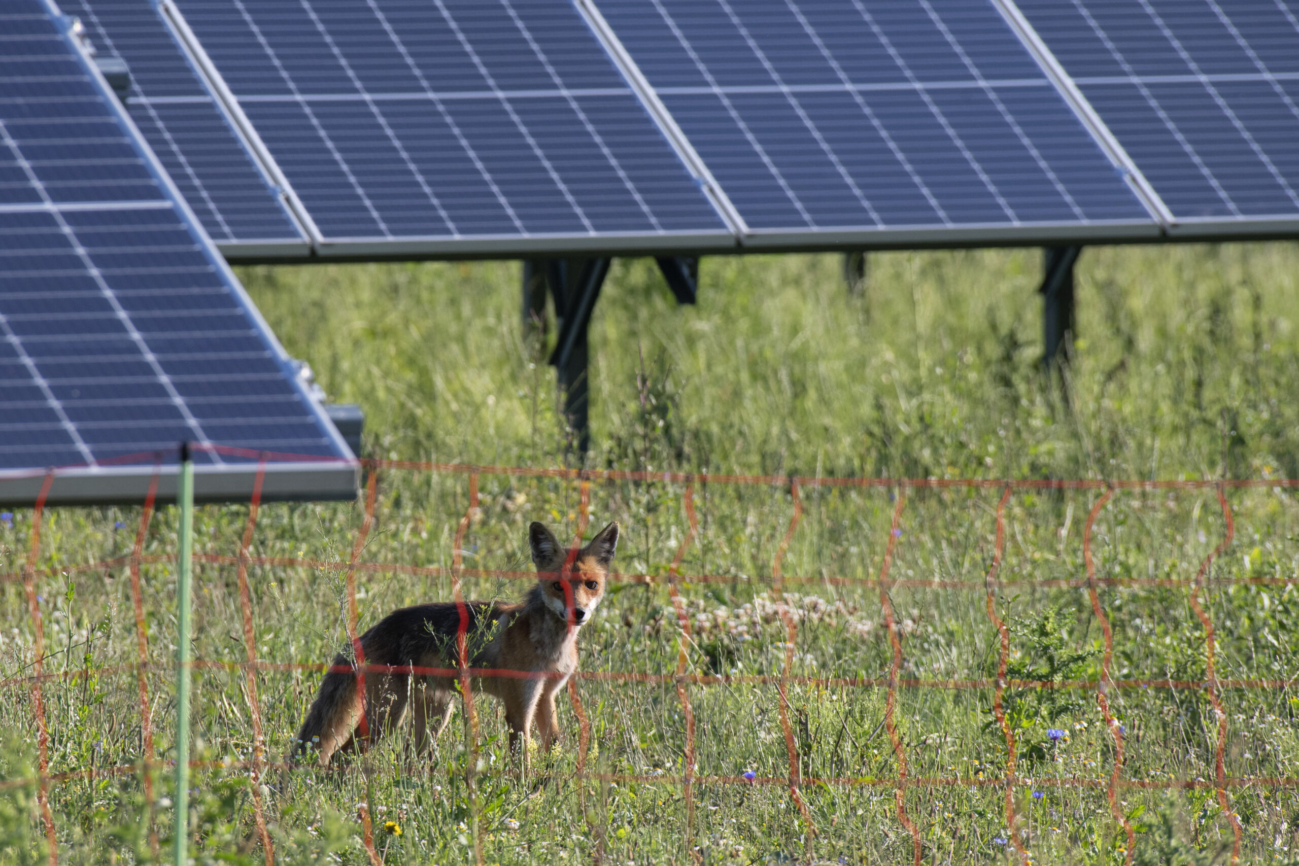 Ein Rotfuchs zwischen Photovoltaik-Modulen.