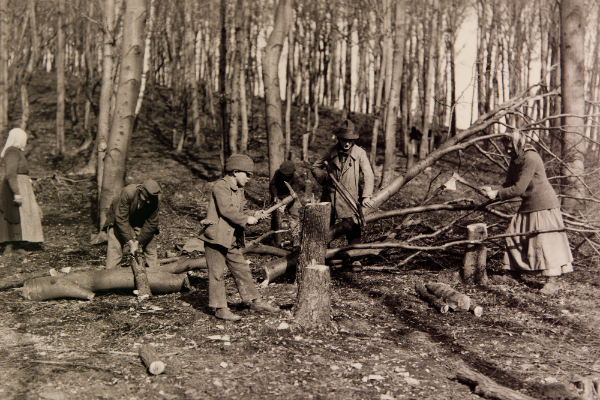 In den Winter 1918 und 1919 war die Not in der Wiener Bevölkerung besonders groß. Die Menschen sammelten deshalb Brennholz im Wienerwald – mitunter fällten sie sogar ganze Bäume.
