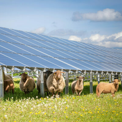 Schafe bei der Photovoltaik-Anlage Schafflerhof