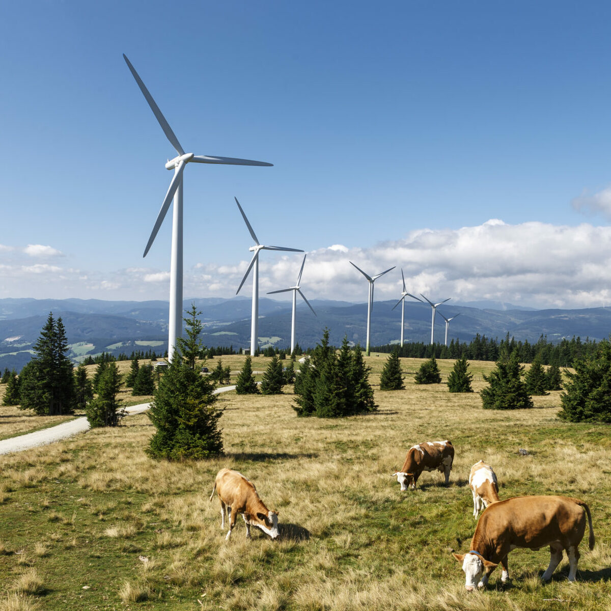 Kühe grasen auf einem grasbewachsenen Hügel mit blauem Himmel, Bergen und dem Windpark Steinriegel im Hintergrund.