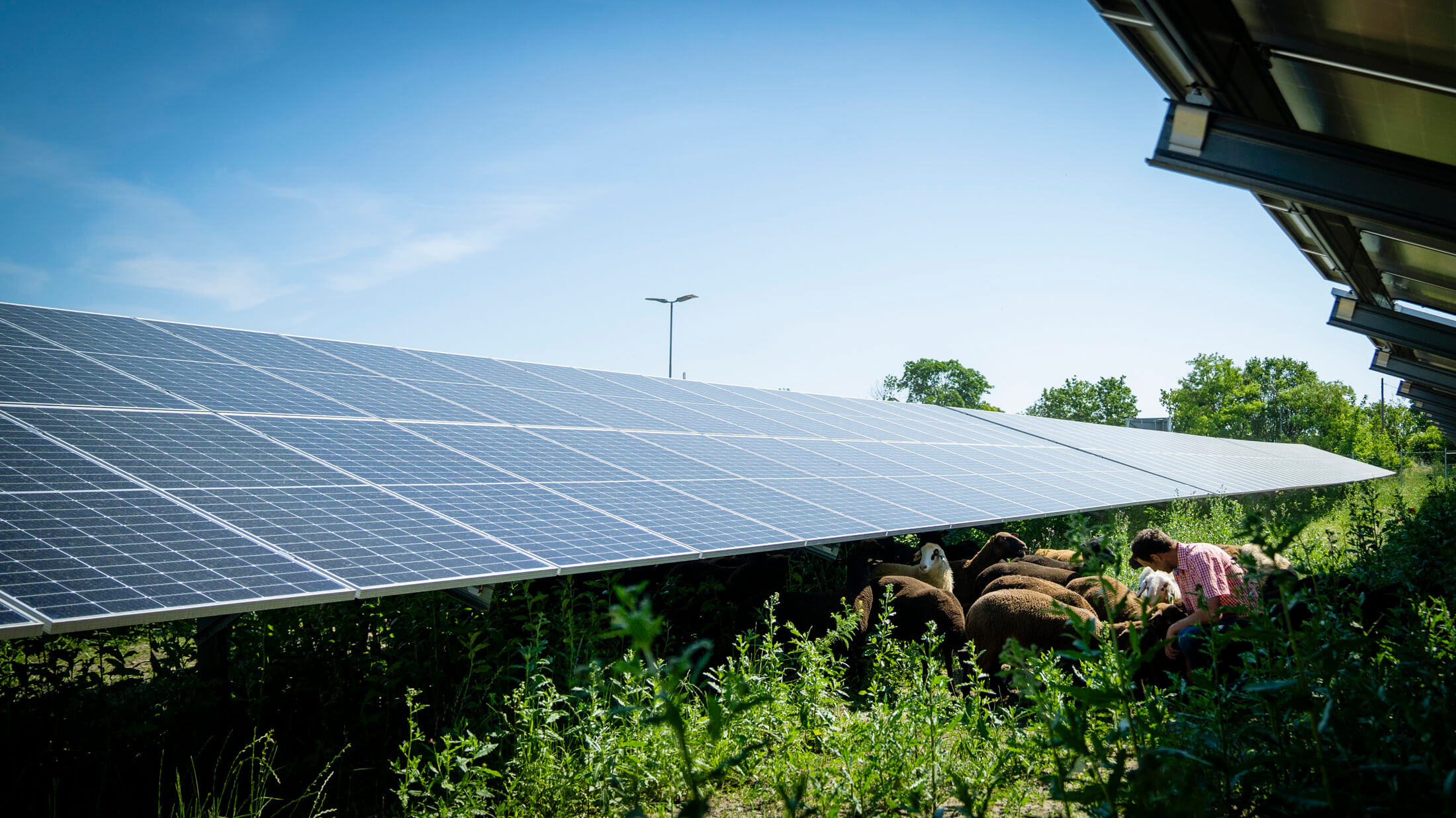 Schafe bei der Photovoltaik-Anlage am Schafflerhof.