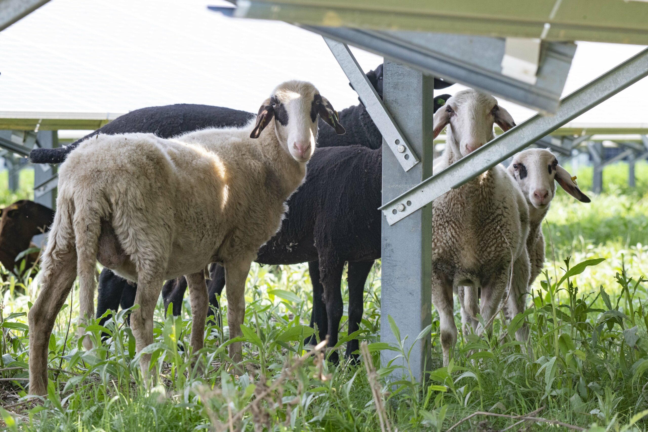 Schafe im Schatten der Photovoltaik-Anlage am Schafflerhof