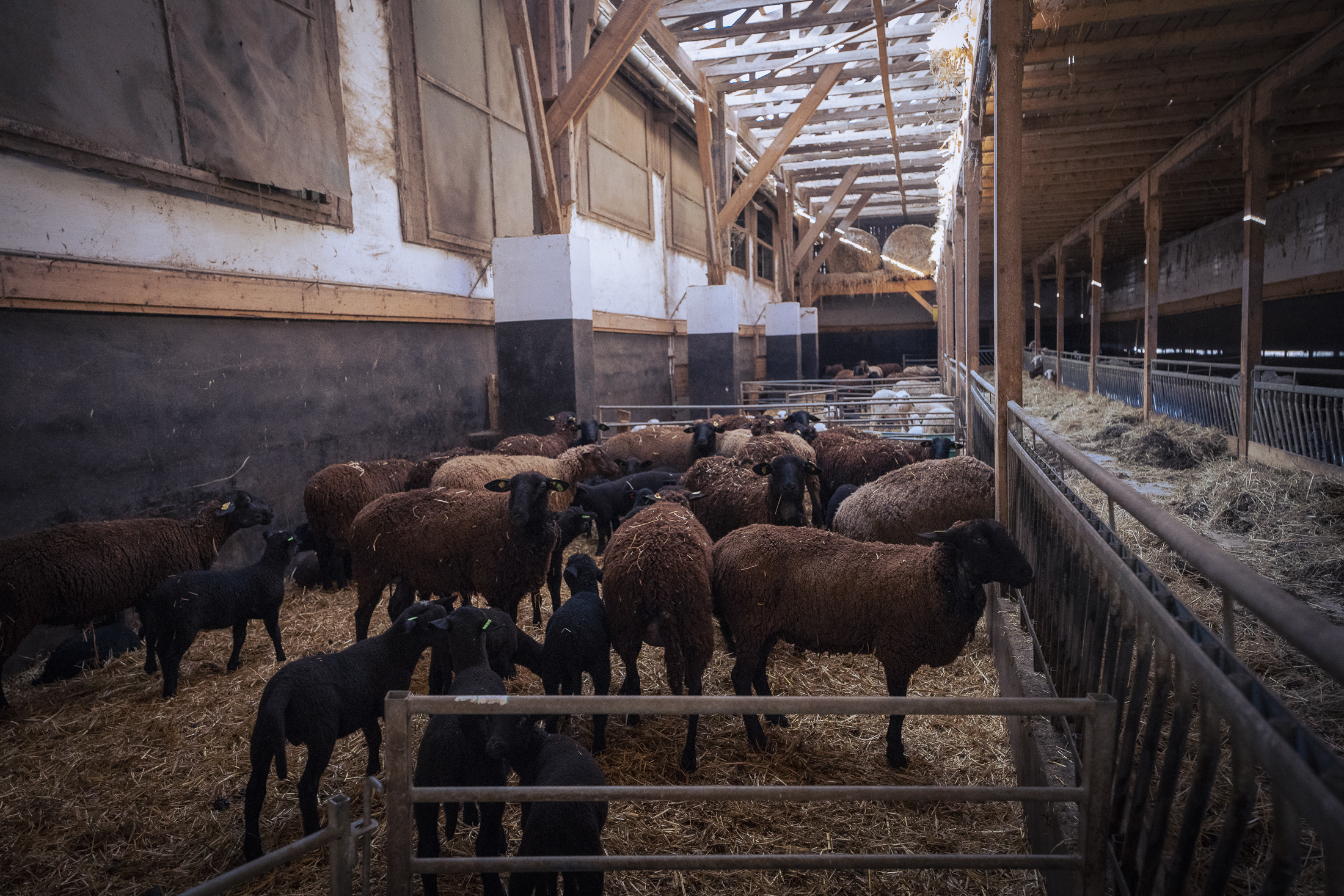 Schafe in einem Stall