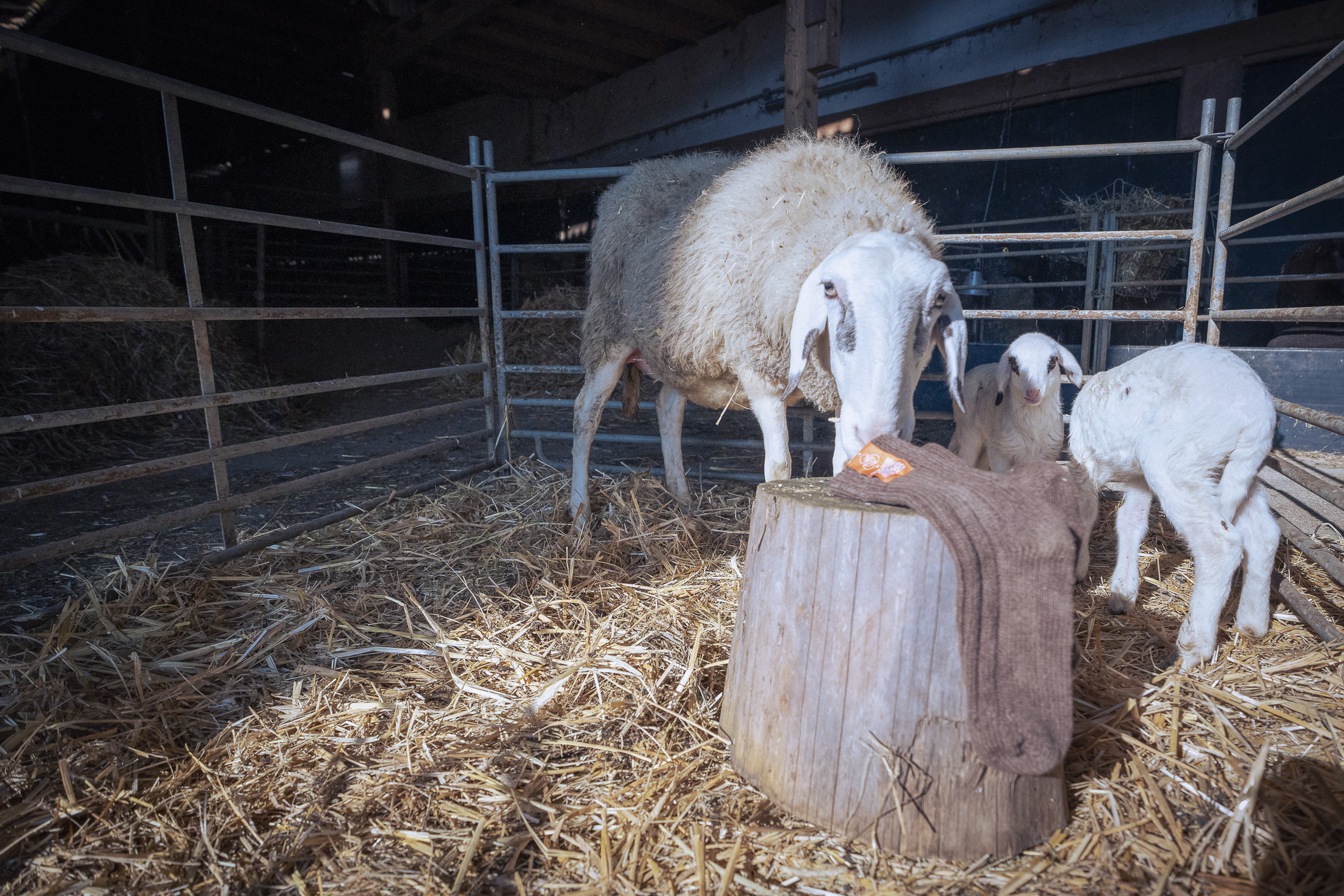 Schaf und Lamm beschnuppern Schafwollsocken