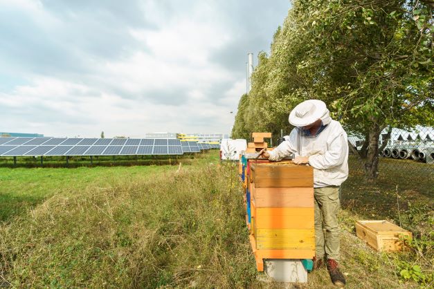 Ein Imker kümmert sich unter dem bewölkten Himmel um bunte Bienenstöcke neben der Photovoltaikanlage am Zentralfriedhof.