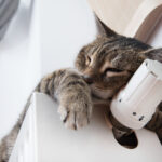 Eine getigerte Katze schläft auf einem Heizkörper und legt ihren Kopf und ihre Pfote bequem auf den Thermostat.