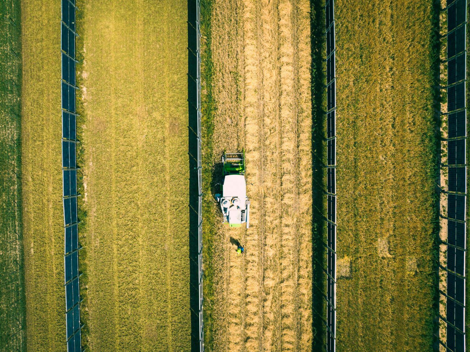 Luftaufnahme eines Mähdreschers, der auf einem Weizenfeld zwischen Photovoltaikmodulen arbeitet und saubere parallele Reihen erzeugt.