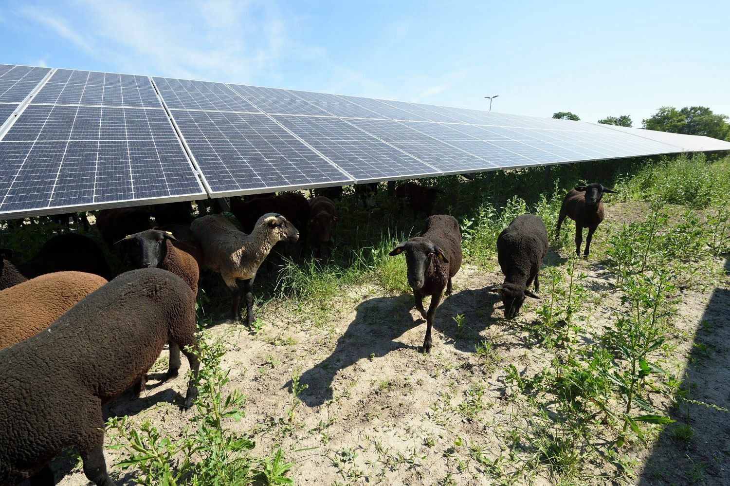 An einem sonnigen Tag grasen Schafe unter Sonnenkollektoren auf einem Feld.
