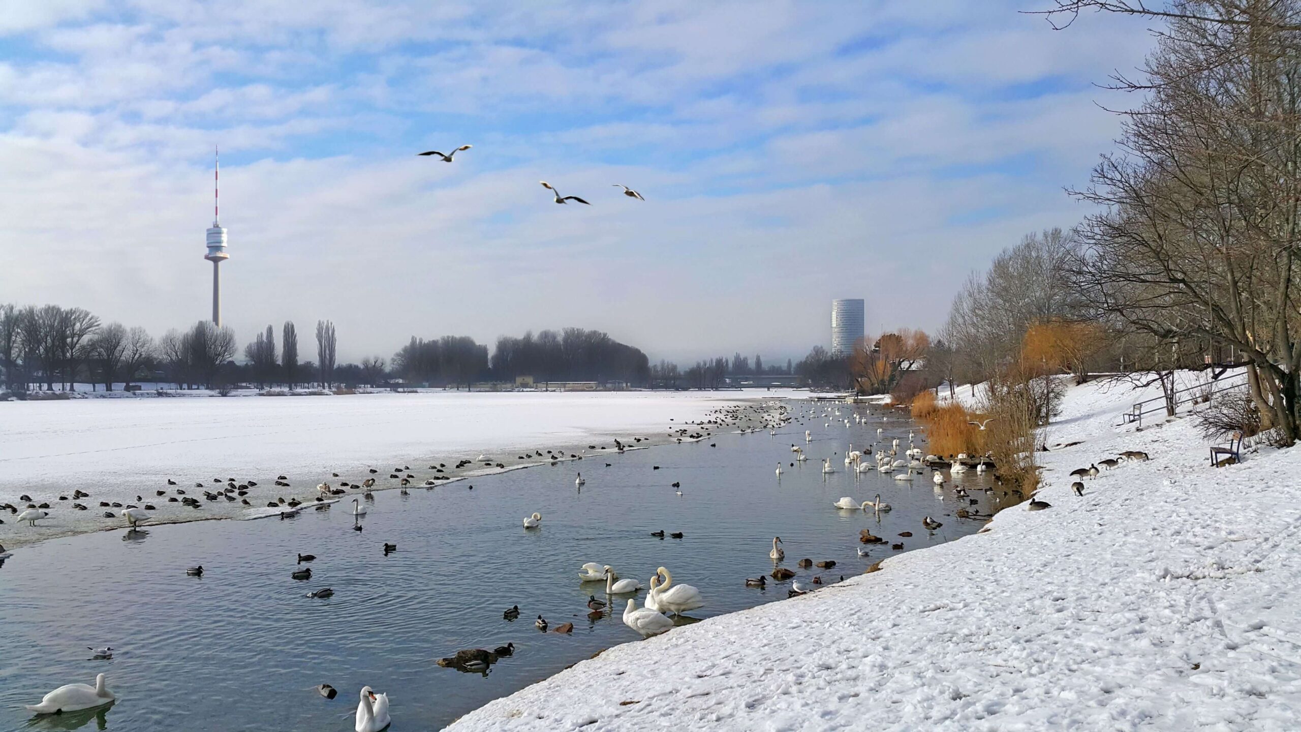 Schwäne und Enten am verschneiten Flussufer der Donauinsel, mit der Wiener Skyline im Hintergrund unter einem bewölkten Himmel.