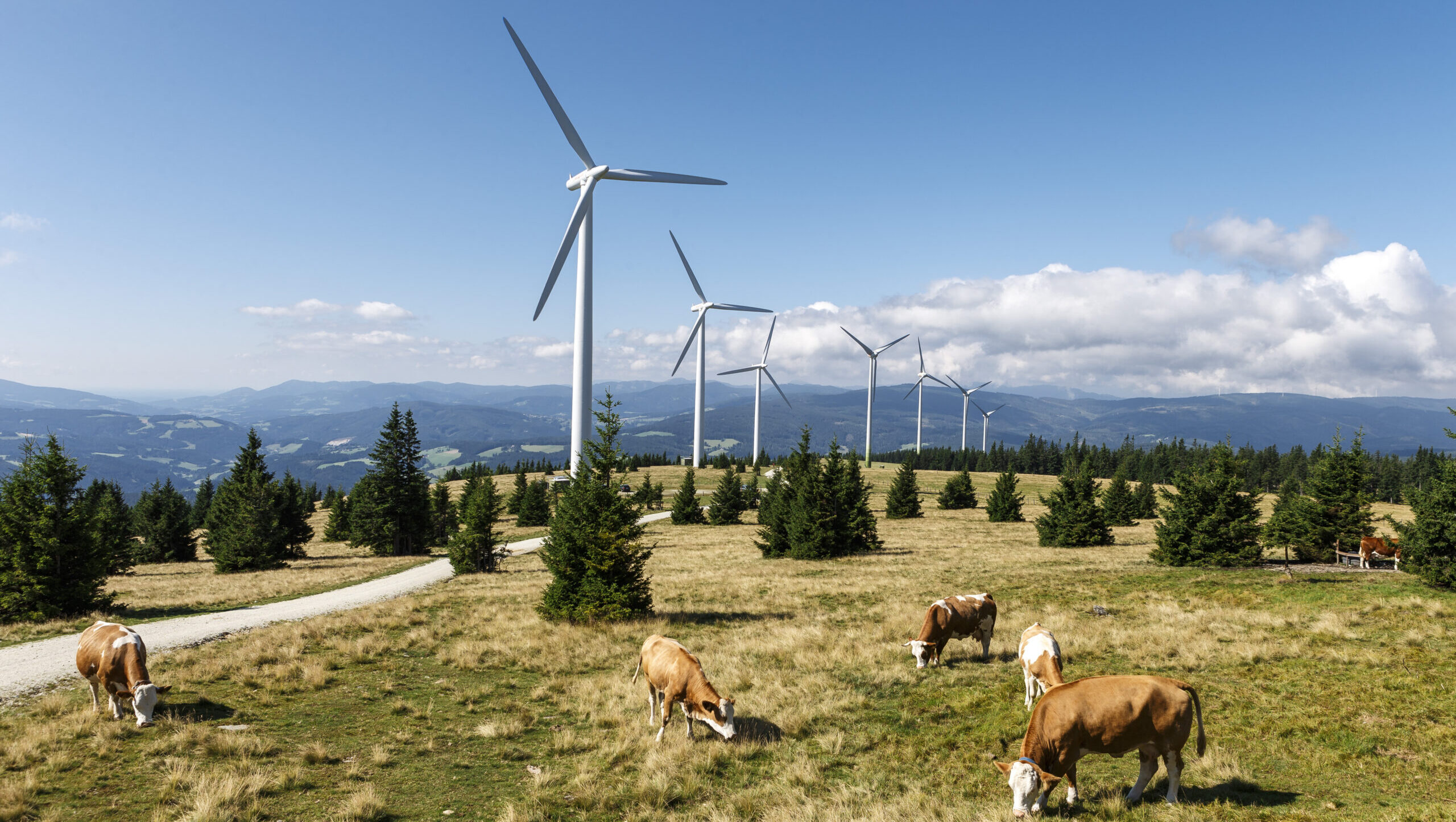 Windpark_Steinriegel_Wien_Energie_Kühe