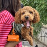 Ein kleiner brauner Hund gähnt, während er von einer Person in einem rosa gestreiften Hemd in der Nähe einer Graffiti-Wand getragen wird.
